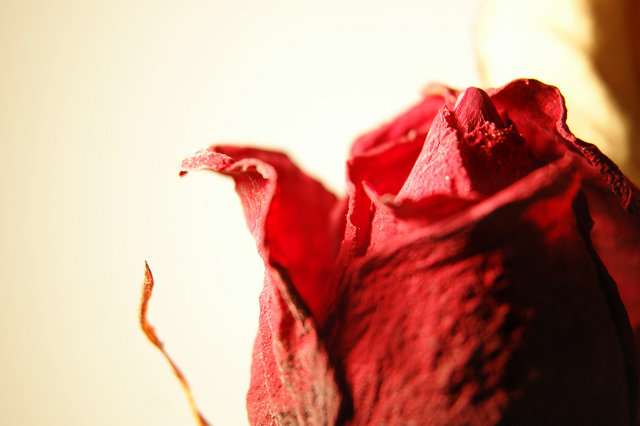 Dried Rose I